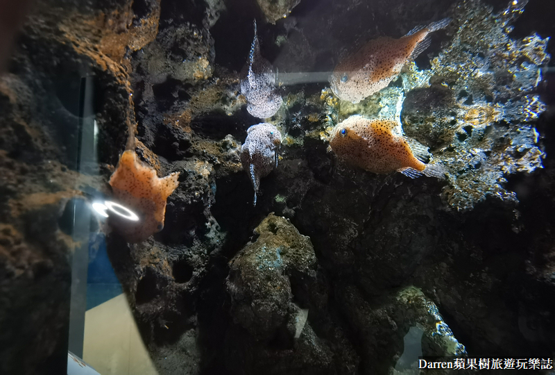 桃園水族館|桃園青埔xpark都會型水生公園攻略(xpark門票交通資訊)