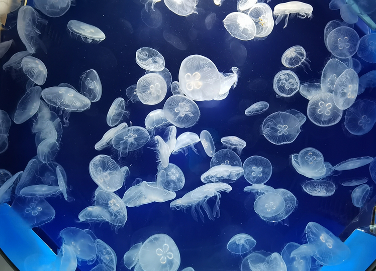 桃園水族館|桃園青埔xpark都會型水生公園攻略(xpark門票交通資訊)