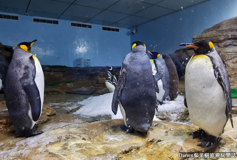 桃園水族館|桃園青埔xpark都會型水生公園攻略(xpark門票交通資訊)