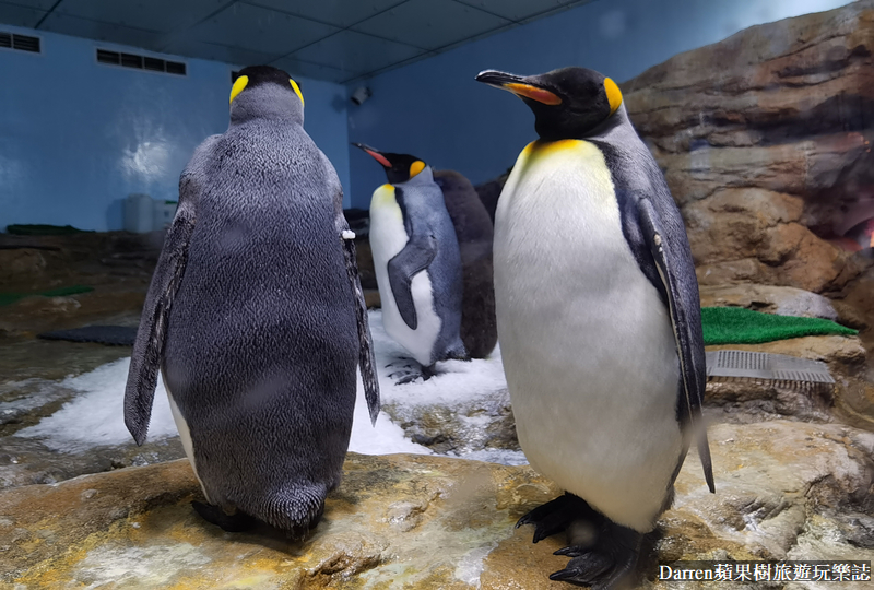 桃園水族館|桃園青埔xpark都會型水生公園攻略(xpark門票交通資訊)