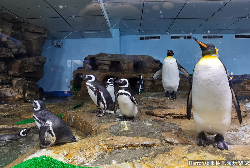 桃園水族館|桃園青埔xpark都會型水生公園攻略(xpark門票交通資訊)